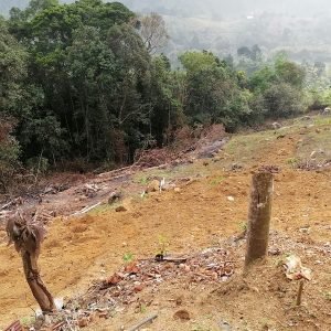සෞභාග්යයේ දැක්ම හාස්යයට: ‘දෙල්ගොඩ රක්ෂිතයේ’ මහා වන විනාශයක්