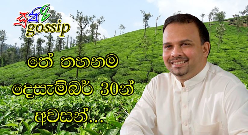 තේ තහනම දෙසැම්බර් 30න් අවසන්…