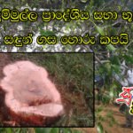 හල්දුම්මුල්ල ප්‍රාදේශීය සභා භූමියේ සඳුන් ගස හොරු කපයි