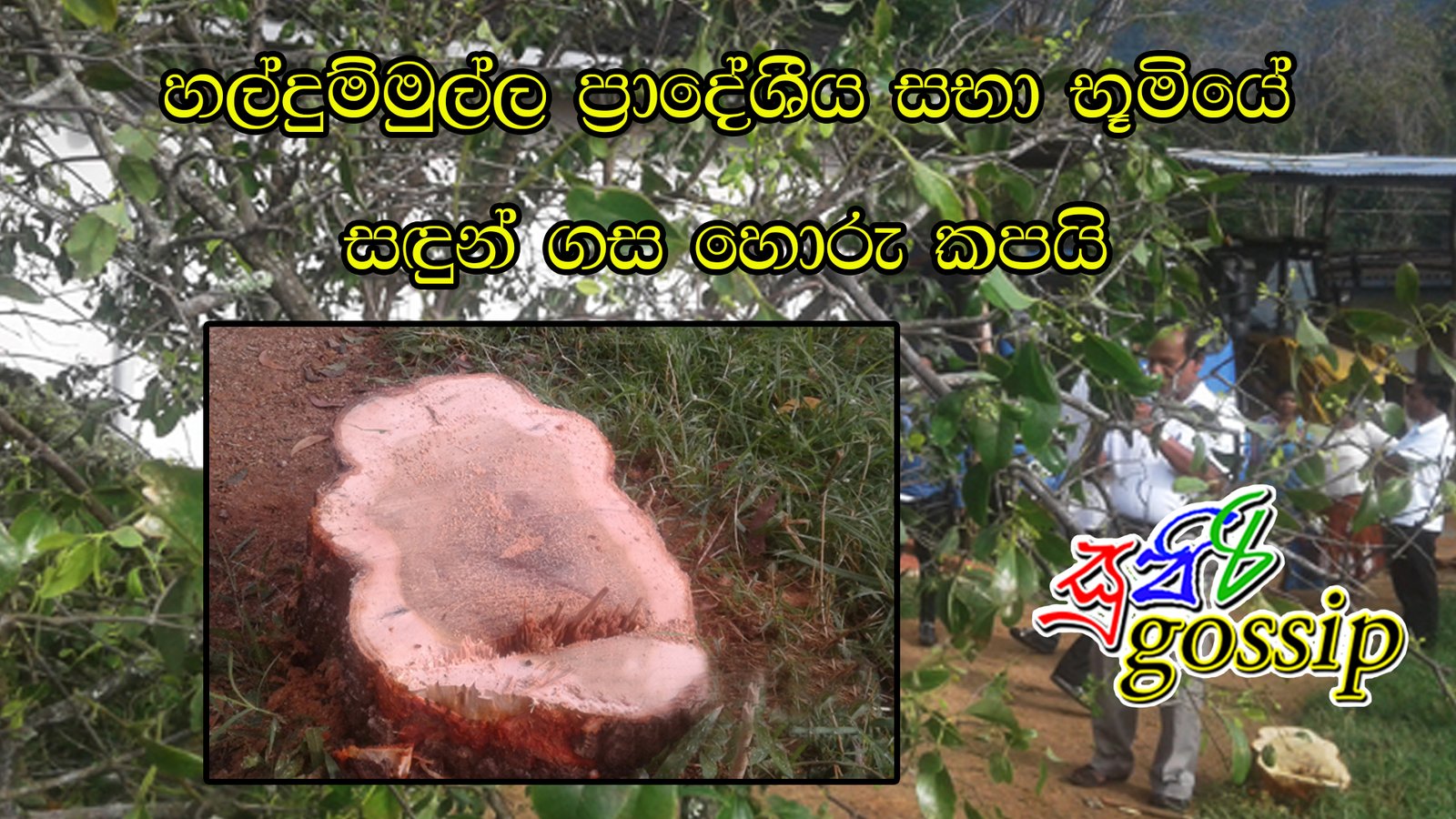 හල්දුම්මුල්ල ප්‍රාදේශීය සභා භූමියේ සඳුන් ගස හොරු කපයි