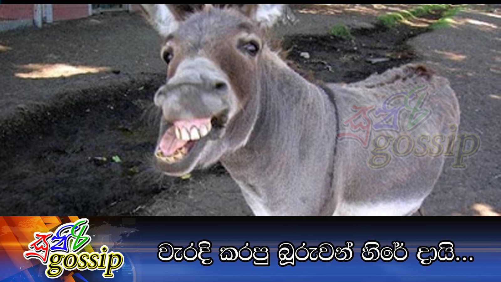 වැරදි කරපු බූරුවන් හිරේ දායි…