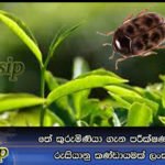 තේ කුරුමිණියා ගැන පරීක්ෂණ කරන්න රුසියානු කණ්ඩායමක් ලංකාවට