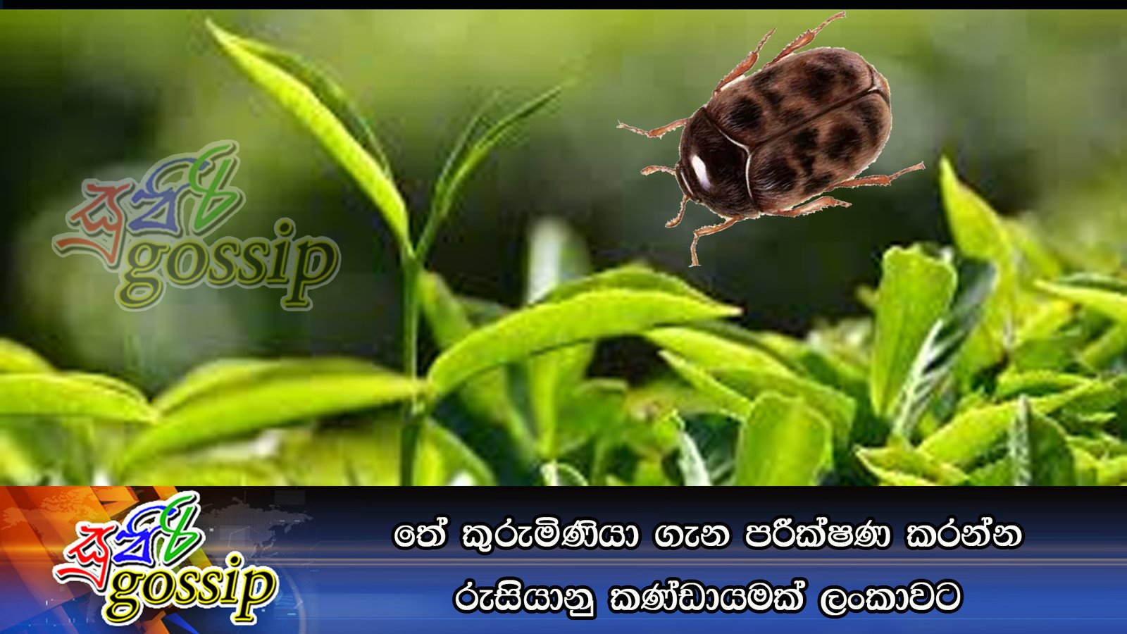 තේ කුරුමිණියා ගැන පරීක්ෂණ කරන්න රුසියානු කණ්ඩායමක් ලංකාවට