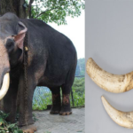 විල්පත්තුවේ දළ ඇත් රජු මරා දළ කැපූ මුස්ලිම් මවුලවිවරයා පොලිසියට කොටු වේ..