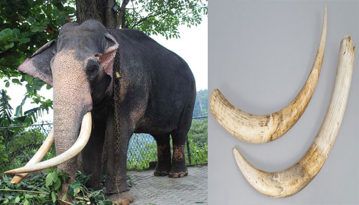 විල්පත්තුවේ දළ ඇත් රජු මරා දළ කැපූ මුස්ලිම් මවුලවිවරයා පොලිසියට කොටු වේ..