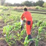 පොළොන්නරුවේ පොහොර හිඟය අවසන්