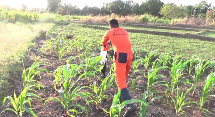 පොළොන්නරුවේ පොහොර හිඟය අවසන්