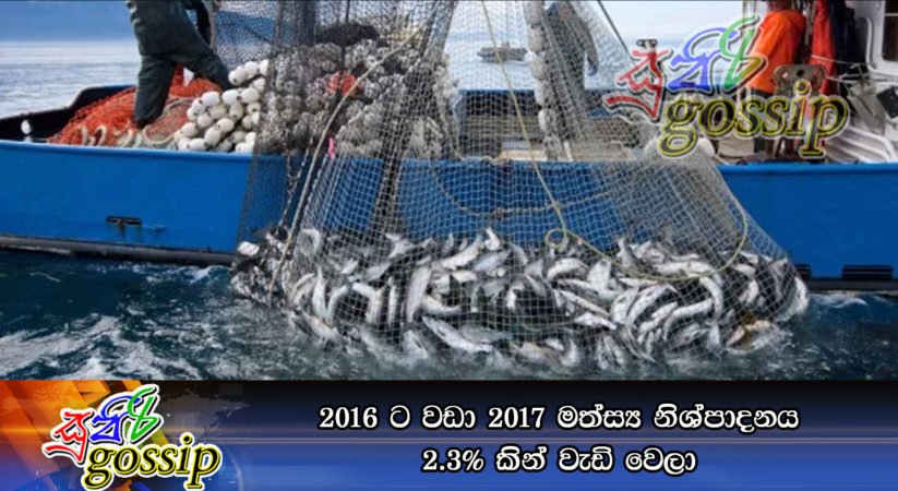 2016 ට වඩා 2017 මත්ස්‍ය නිශ්පාදනය 2.3% කින් වැඩි වෙලා