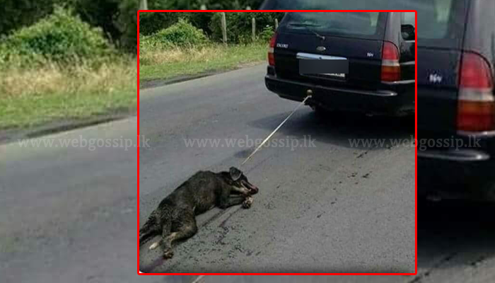 “වසර ගණනාවක් බැලමෙහෙවර කල සුරතලාට කාලකණ්නි අමනුෂ්‍යයෙක් දීපු දඩුවම මෙන්න..