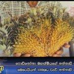 පොඩිනෝනා මහත්මියගේ අන්නාසි කොටුවෙන් මෙරෙයියන් 100කට වැඩි අන්නාසි ගෙඩියක්