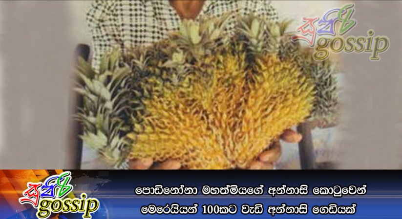 පොඩිනෝනා මහත්මියගේ අන්නාසි කොටුවෙන් මෙරෙයියන් 100කට වැඩි අන්නාසි ගෙඩියක්