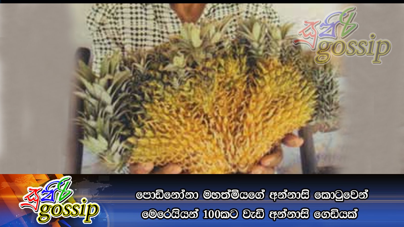 පොඩිනෝනා මහත්මියගේ අන්නාසි කොටුවෙන් මෙරෙයියන් 100කට වැඩි අන්නාසි ගෙඩියක්