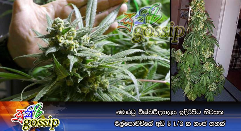 මොරටු විශ්වවිද්‍යාලය ඉදිරිපිට නිවසක මල්පොච්චියේ අඩි 5 1/2 ක ගංජ ගහක්