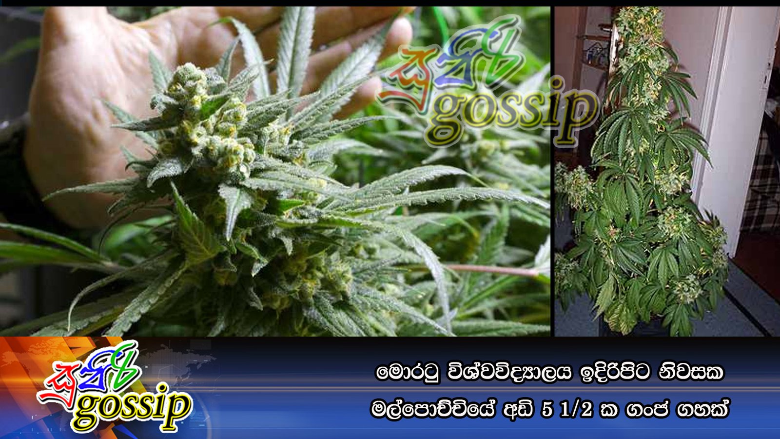 මොරටු විශ්වවිද්‍යාලය ඉදිරිපිට නිවසක මල්පොච්චියේ අඩි 5 1/2 ක ගංජ ගහක්