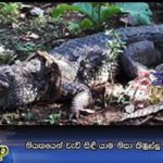 නියඟයෙන් වැව් සිඳී යාම නිසා කිඹුල්ලු ගෙවල් වලට එයි