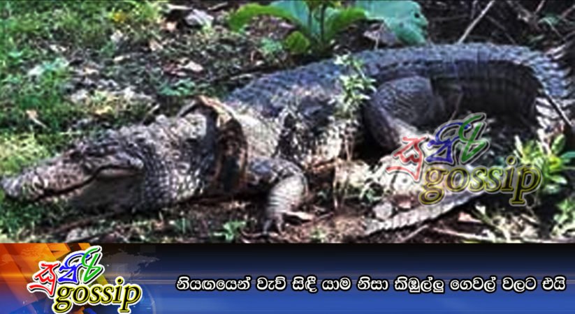 නියඟයෙන් වැව් සිඳී යාම නිසා කිඹුල්ලු ගෙවල් වලට එයි