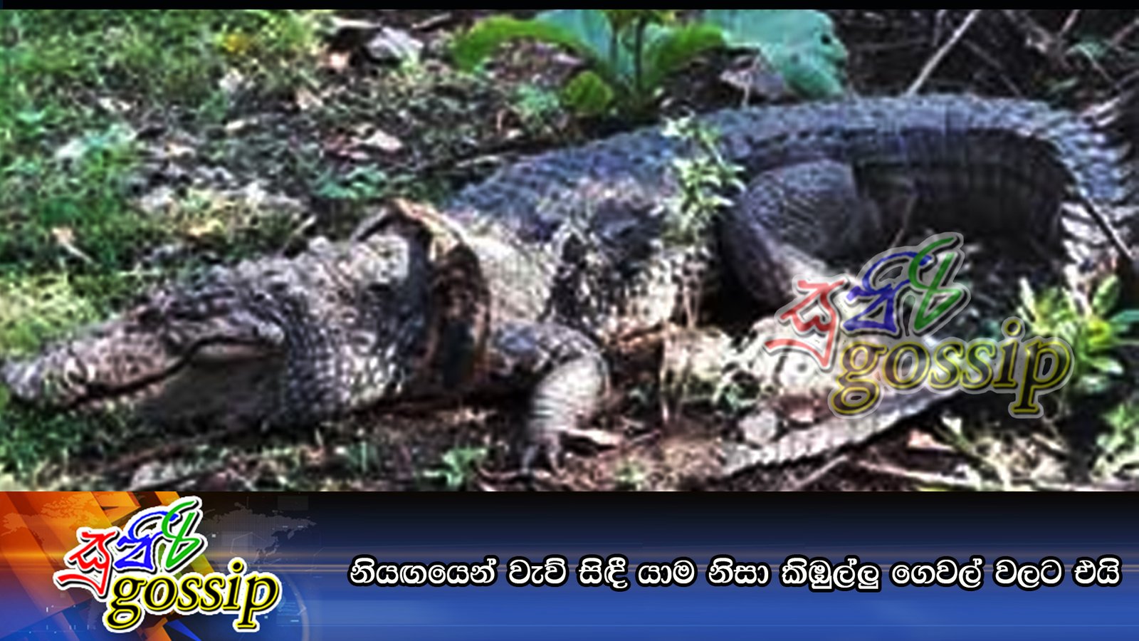 නියඟයෙන් වැව් සිඳී යාම නිසා කිඹුල්ලු ගෙවල් වලට එයි