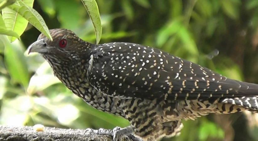 වෙනදා තරම් කොහා ආපු නැති එරබදු මල් පිපුනේ නැති මේ අවුරුද්දේ වෙනසට හේතුව මෙන්න…