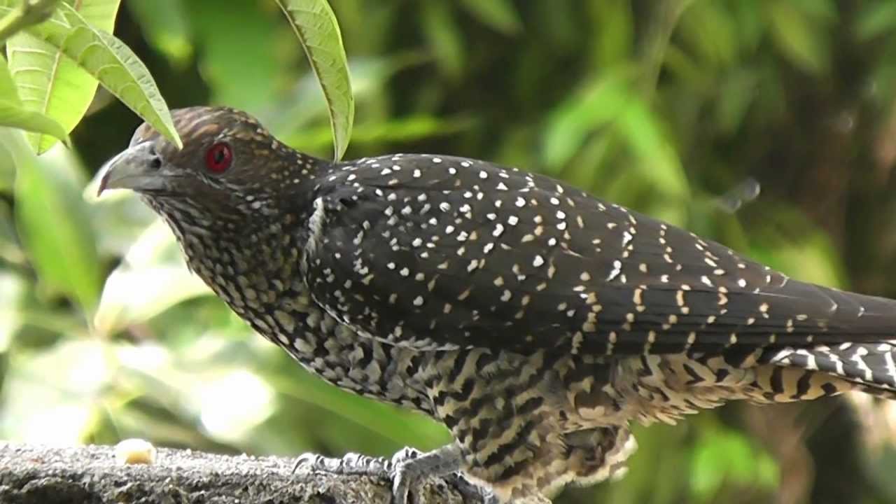 වෙනදා තරම් කොහා ආපු නැති එරබදු මල් පිපුනේ නැති මේ අවුරුද්දේ වෙනසට හේතුව මෙන්න…