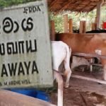 ගව ඝාතනය නවතන්න පොහොට්ටුවයි එජාපයයි එකට එකතු වෙයි…  වැල්ලවායෙන් සුපිරි වැඩක්..!