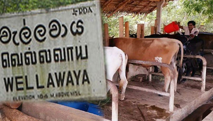 ගව ඝාතනය නවතන්න පොහොට්ටුවයි එජාපයයි එකට එකතු වෙයි…  වැල්ලවායෙන් සුපිරි වැඩක්..!