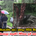 බෙල්ල ලගින් මැරෙන්න ගැටගහපු මීහරක් 7ක් දැකලා වාහනෙන් බැහැලා ජීවිතය දුන් නි.ඇමති…