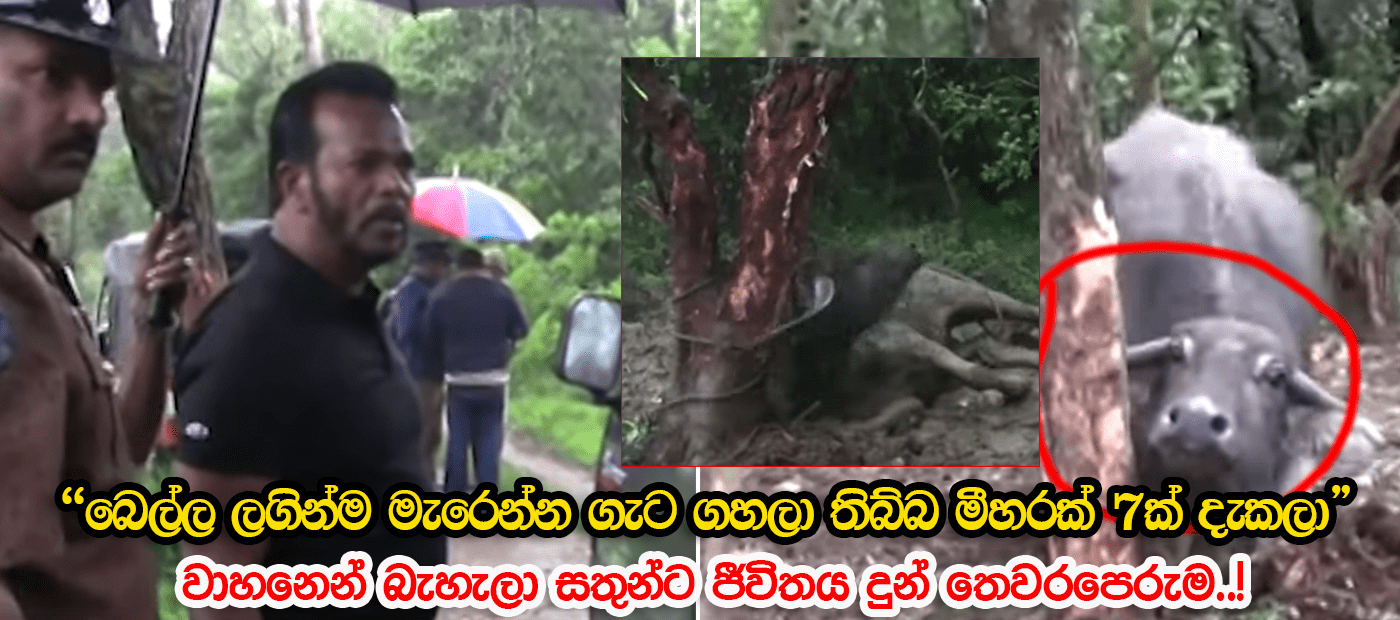 බෙල්ල ලගින් මැරෙන්න ගැටගහපු මීහරක් 7ක් දැකලා වාහනෙන් බැහැලා ජීවිතය දුන් නි.ඇමති…