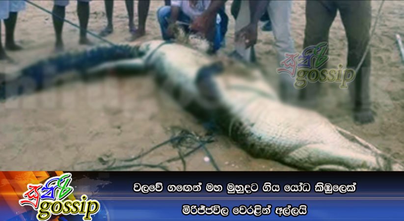 වලවේ ග‍ඟෙන් මහ මුහුදට ගිය යෝධ කිඹුලෙක් මිරිජ්ජවිල වෙරළින් අල්ලයි
