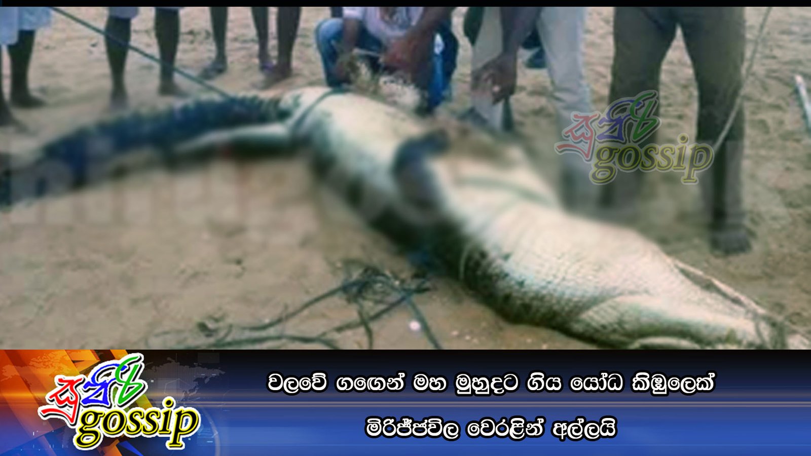 වලවේ ග‍ඟෙන් මහ මුහුදට ගිය යෝධ කිඹුලෙක් මිරිජ්ජවිල වෙරළින් අල්ලයි