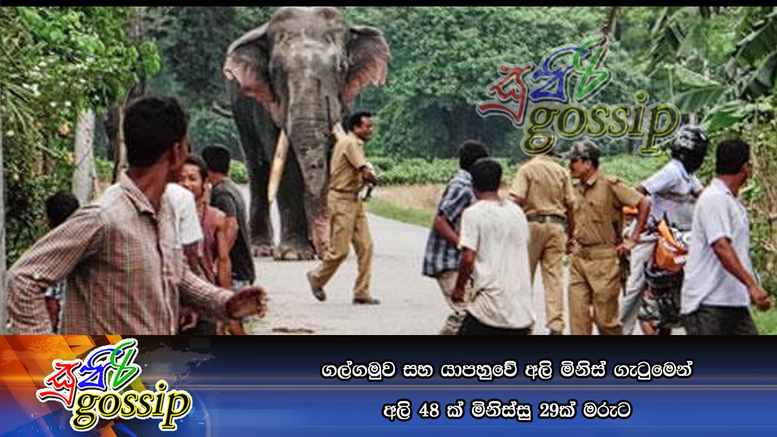 ගල්ගමුව සහ යාපහුවේ අලි මිනිස්‌ ගැටුමෙන් අලි 48 ක්‌ මිනිස්‌සු 29ක්‌ මරුට