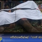 අවිස්සාවේල්ලේ  “පාන් ඇතා” මියයයි