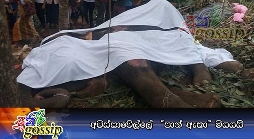 අවිස්සාවේල්ලේ  “පාන් ඇතා” මියයයි