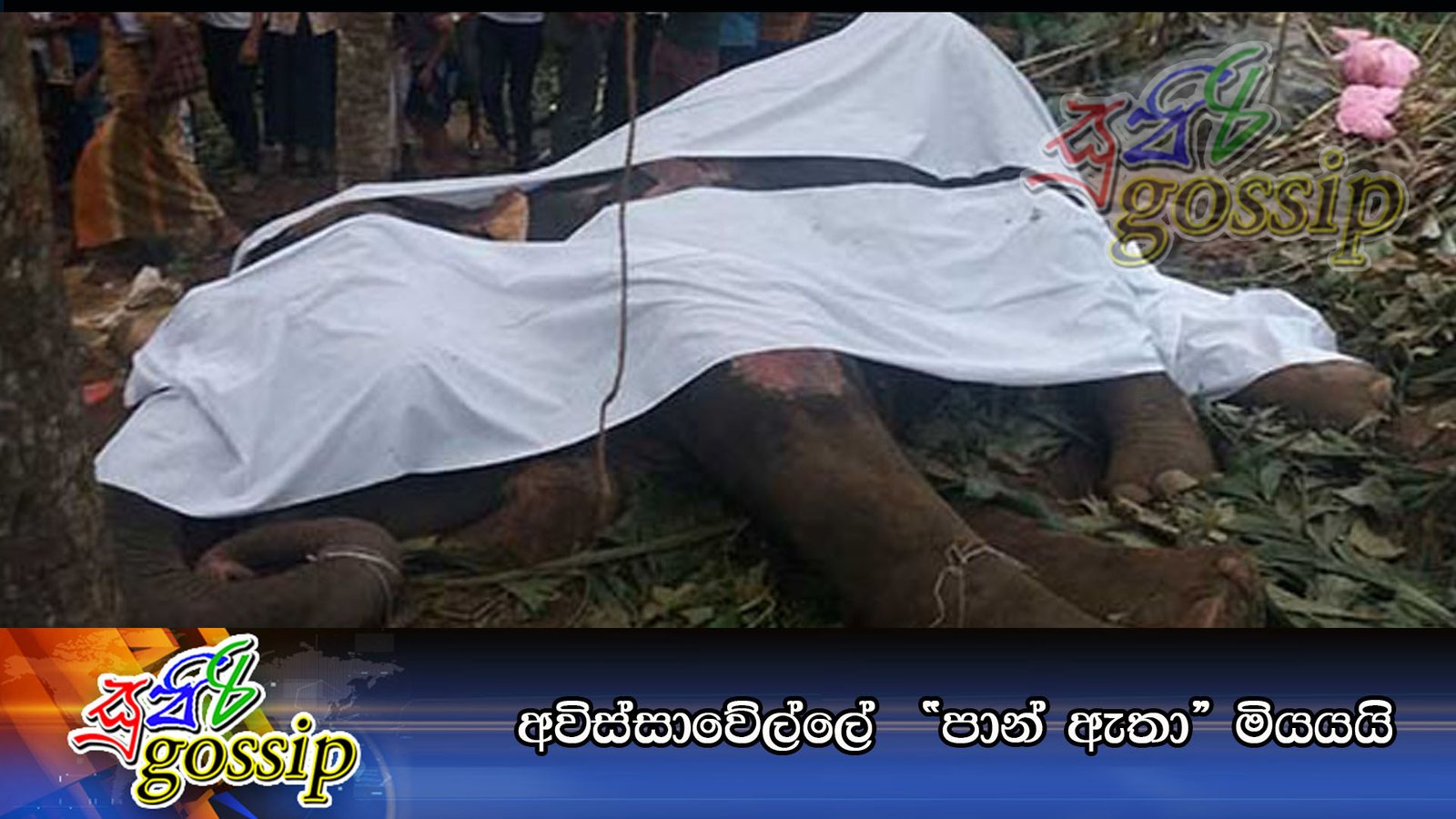 අවිස්සාවේල්ලේ  “පාන් ඇතා” මියයයි