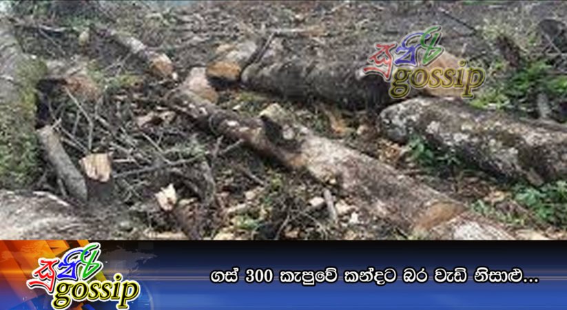 ගස් 300 කැපුවේ කන්දට බර වැඩි නිසාළු…