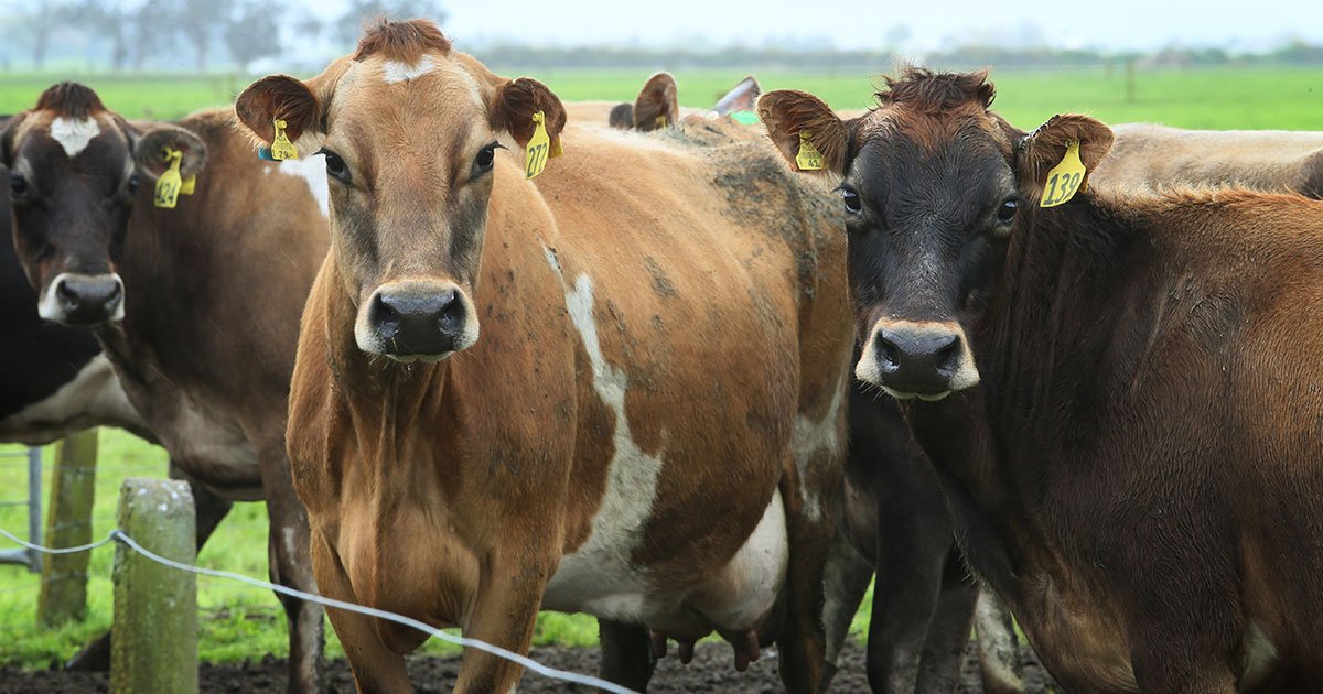 ණය ගෙවාගන්න බැරිව මස් කඩයට විකිණු ගැබ්බර එළදෙනක් සමඟ පැටවුන් බේරගත් තරුණයෝ මෙන්න..