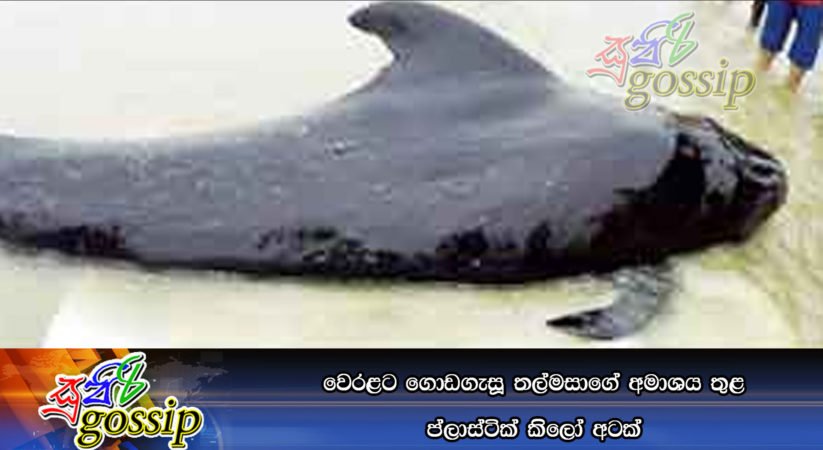 වෙරළට ගොඩගැසූ තල්මසාගේ අමාශය තුළ ප්ලාස්‌ටික්‌ කිලෝ අටක්‌