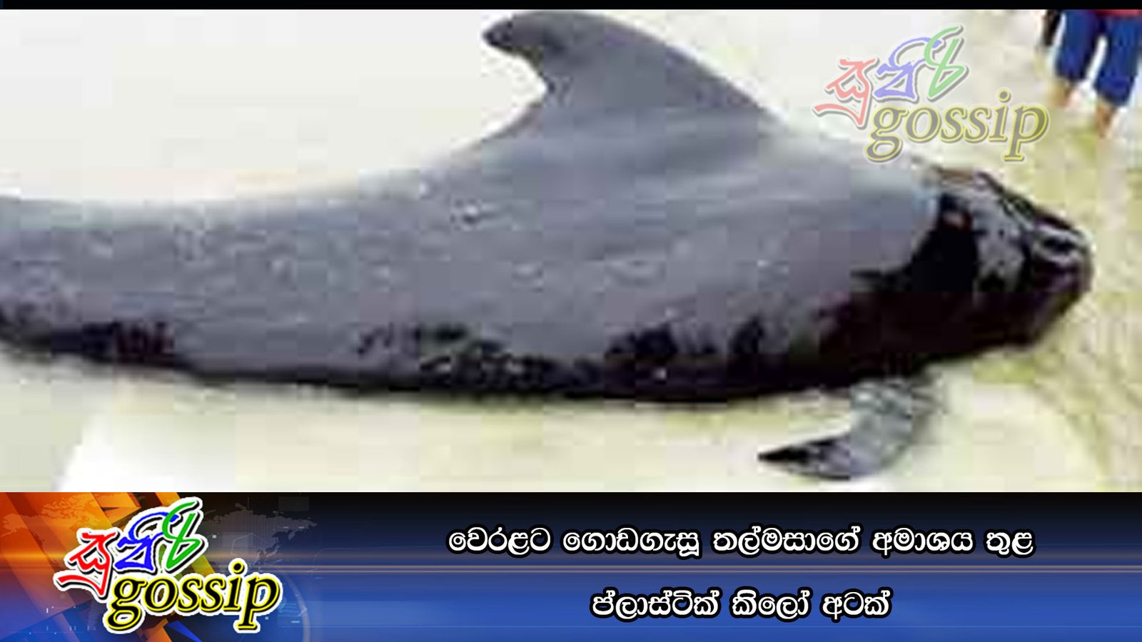 වෙරළට ගොඩගැසූ තල්මසාගේ අමාශය තුළ ප්ලාස්‌ටික්‌ කිලෝ අටක්‌