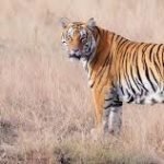 සිවුපා කොටියා මරා ජය සැමරු දෙපා තිරිසනුන්ව දුටු තැන අල්ලන්න අධිකරණයෙන් පොලීසියට නියෝගයක්…….!