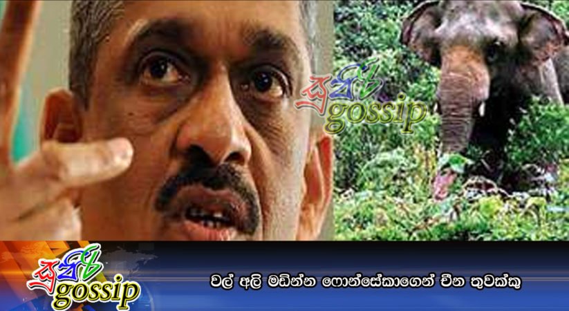වල් අලි මඩින්න ෆොන්සේකාගෙන් චීන තුවක්කු