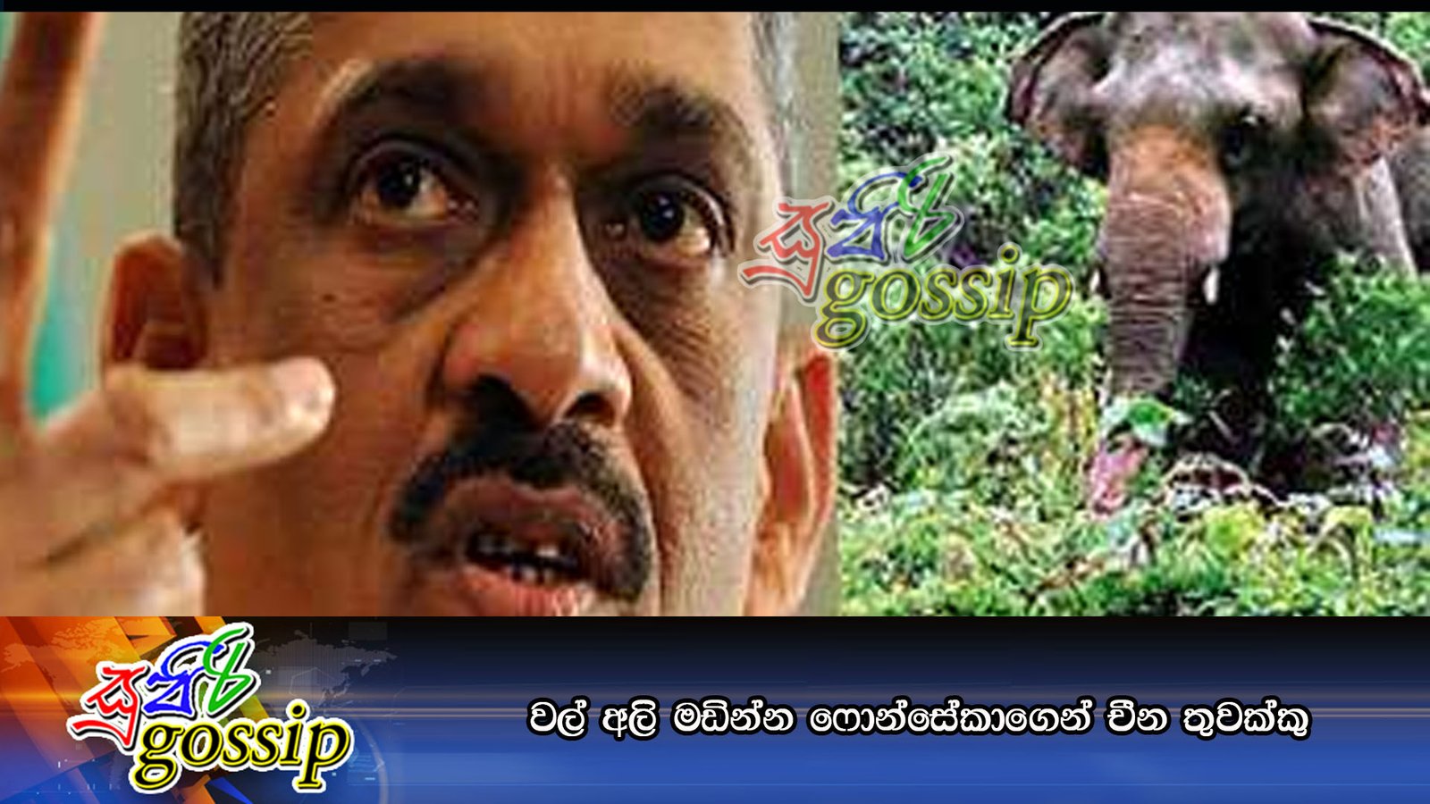 වල් අලි මඩින්න ෆොන්සේකාගෙන් චීන තුවක්කු