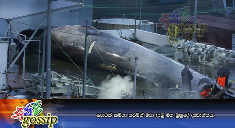 ලොවක් කම්පා කරමින් මරා දැමු මහ මුහුදේ දැවැන්තයා (PHOTOS)