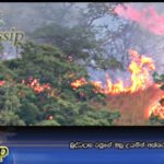 බුද්ධදාස රජුගේ ඔසු උයනින් අක්‌කර 100 ක්‌ විනාශයි