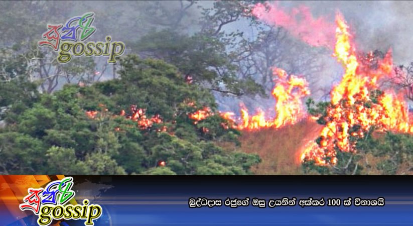 බුද්ධදාස රජුගේ ඔසු උයනින් අක්‌කර 100 ක්‌ විනාශයි