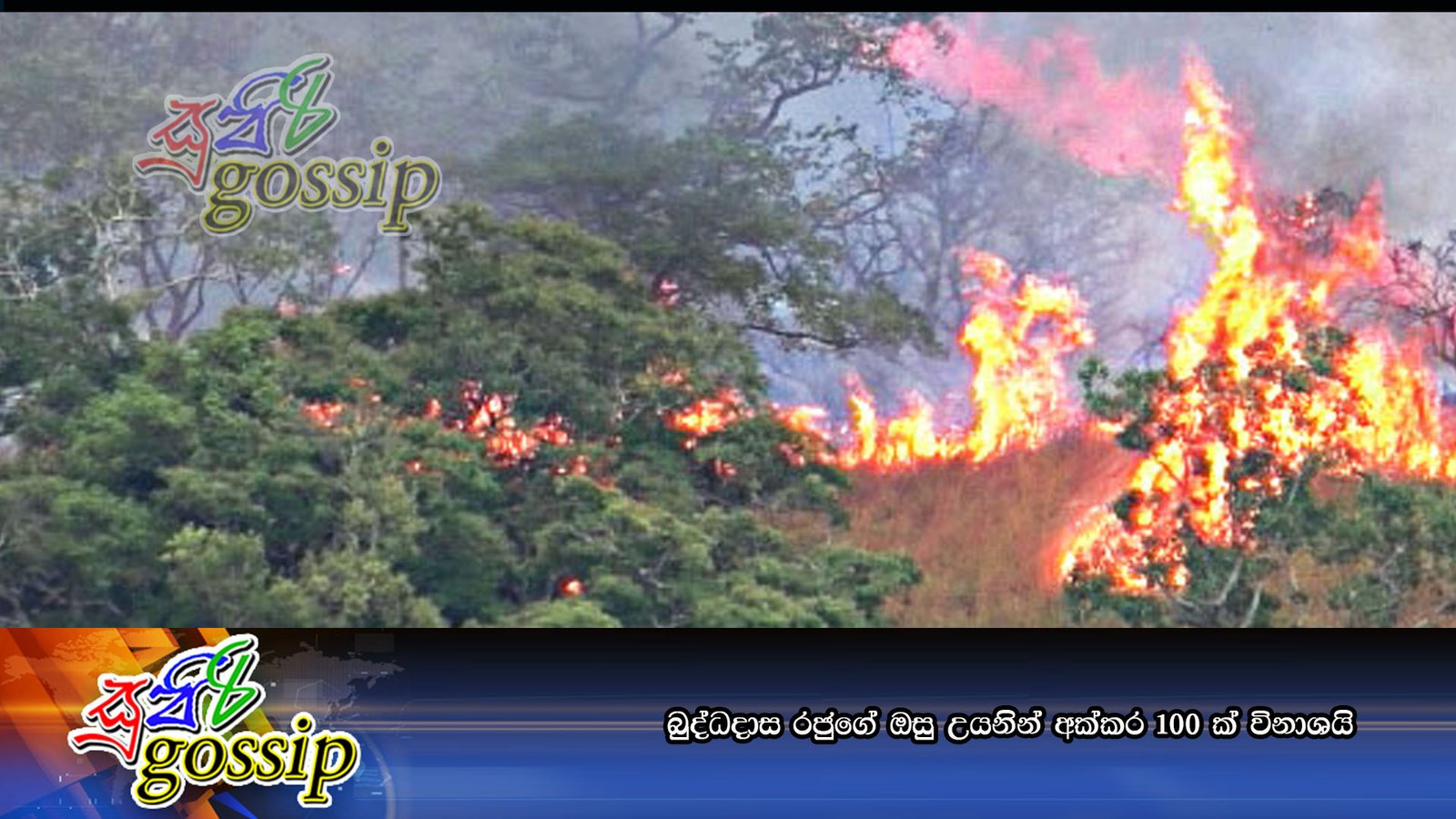 බුද්ධදාස රජුගේ ඔසු උයනින් අක්‌කර 100 ක්‌ විනාශයි