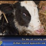 දින 28ක ගව පැටවෙකු සමඟ ලිංගිකව ආශාවන් ඉටුකරගන්න කාම විකෘර්තිකයා