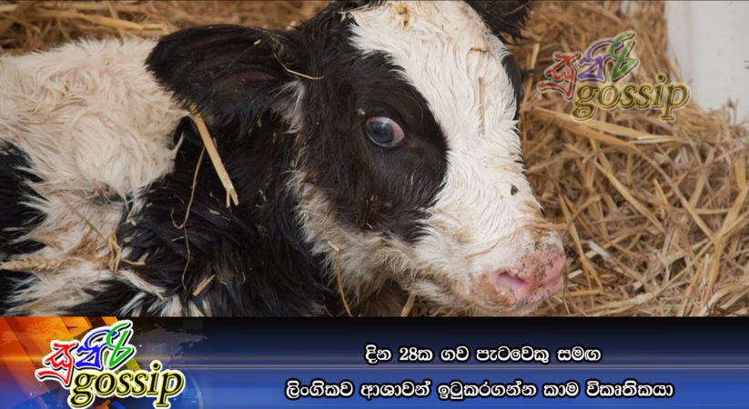 දින 28ක ගව පැටවෙකු සමඟ ලිංගිකව ආශාවන් ඉටුකරගන්න කාම විකෘර්තිකයා