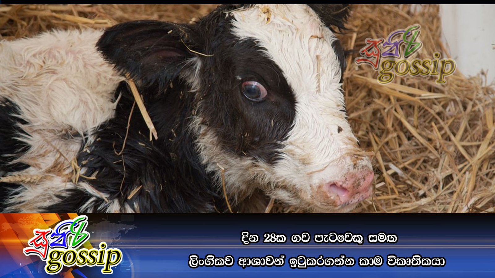 දින 28ක ගව පැටවෙකු සමඟ ලිංගිකව ආශාවන් ඉටුකරගන්න කාම විකෘර්තිකයා