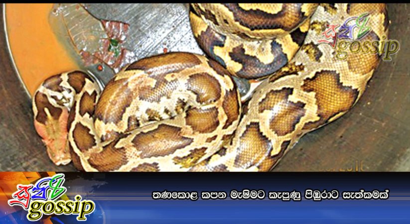 තණකොළ කපන මැෂිමට කැපුණු පිඹුරාට සැත්කමක්‌