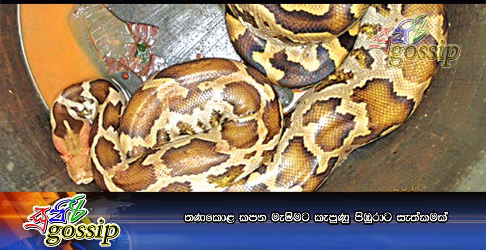තණකොළ කපන මැෂිමට කැපුණු පිඹුරාට සැත්කමක්‌