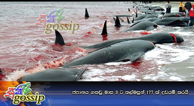 ජපානය ගතවූ මාස 3 ට තල්මසුන් 177 ක්‌ දඩයම් කරයි